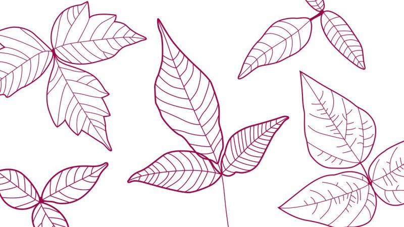 Poison ivy illustration line art in maroon